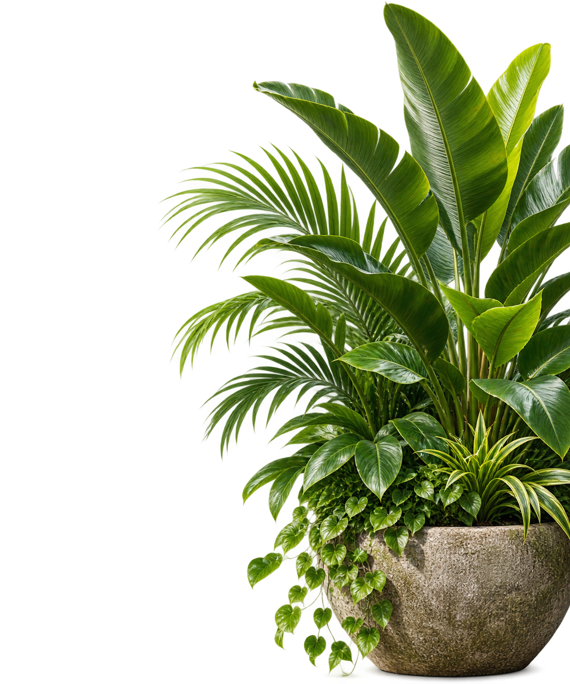 Out West Nursery Plant
